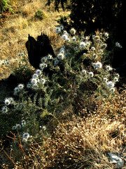 Echinops macrochaetus