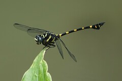 Ictinogomphus decoratus