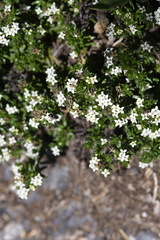 Asperula pusilla