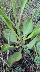Kalanchoe paniculata