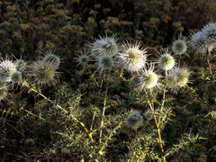 Echinops macrochaetus