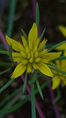 Geigeria burkei
