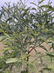 Acacia longifolia
