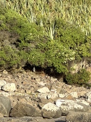 Megadyptes antipodes