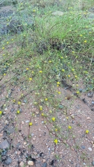 Geigeria burkei