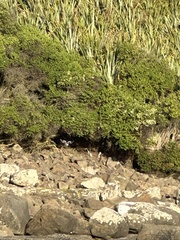 Megadyptes antipodes