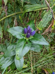 Pneumonanthe