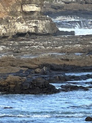 Megadyptes antipodes