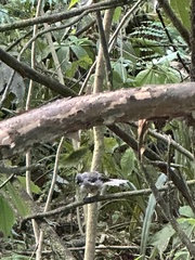 Rhipidura fuliginosa