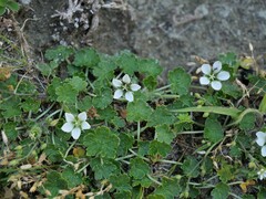 Geranium brevicaule