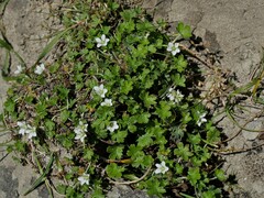 Geranium brevicaule