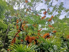 Saraca thaipingensis