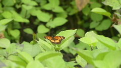 Junonia sophia