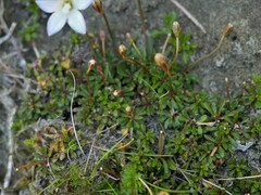 Wahlenbergia pygmaea pygmaea