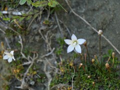 Wahlenbergia pygmaea pygmaea