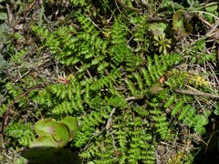 Chaerophyllum colensoi colensoi