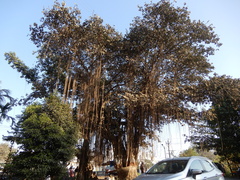 Ficus benghalensis