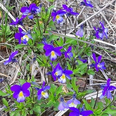 Viola tricolor curtisii