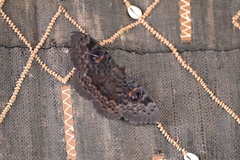 Erebus walkeri