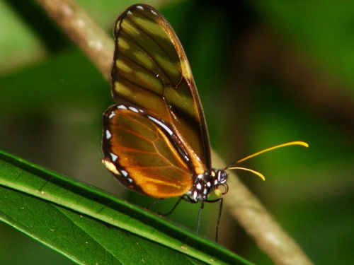Dircenna klugii