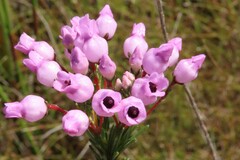 Erica obliqua