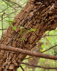 Cryptostylis ovata