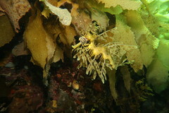 Phycodurus eques