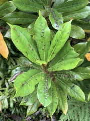 Aceria titirangiensis