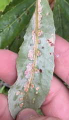 Aceria titirangiensis