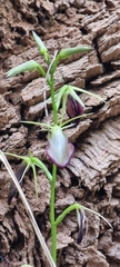 Cryptostylis ovata