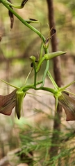 Cryptostylis ovata