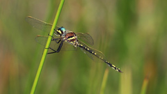 Synthemis eustalacta