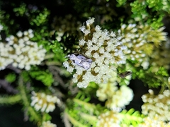 Harmologa amplexana