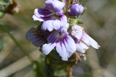 Euphrasia lasianthera