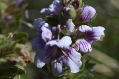 Euphrasia lasianthera