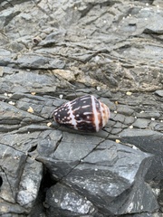 Conus chaldaeus