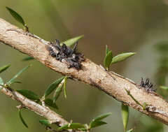 Septobasidium clelandii