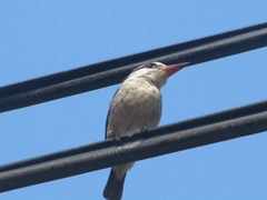 Coraciiformes