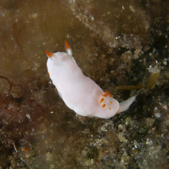 Verconia simplex