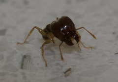 Pheidole