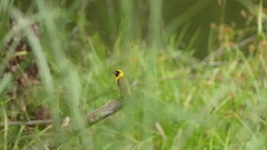 Pachyphantes superciliosus