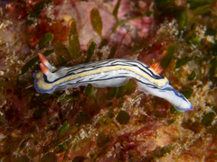 Hypselodoris maritima