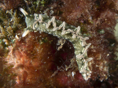 Thuridilla carlsoni