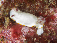 Goniobranchus splendidus