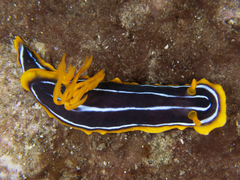 Chromodoris kuiteri