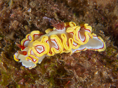 Ardeadoris rubroannulata