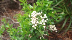 Ozothamnus antennaria
