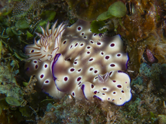 Hypselodoris tryoni