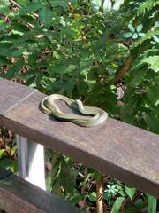 Chrysopelea paradisi