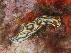 Hypselodoris jacksoni